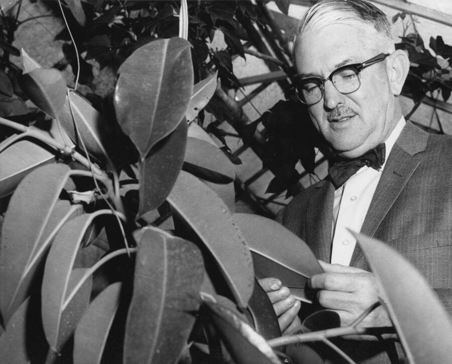 1961 photograph of Plant Sciences. Dr. George W. Woodbury examining broad leafed plants in a greenhouse. [PG1_210-31]