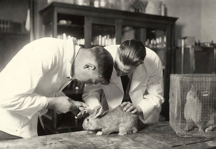 1931 photograph of Bacteriology building. Students work in the lab with rabbits. [PG1_212_05]