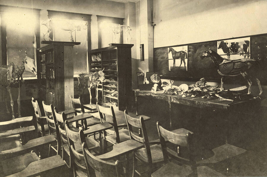 1906 photograph of Zoology building. View of the classroom with animal skeletons inside. [PG1_214_05]