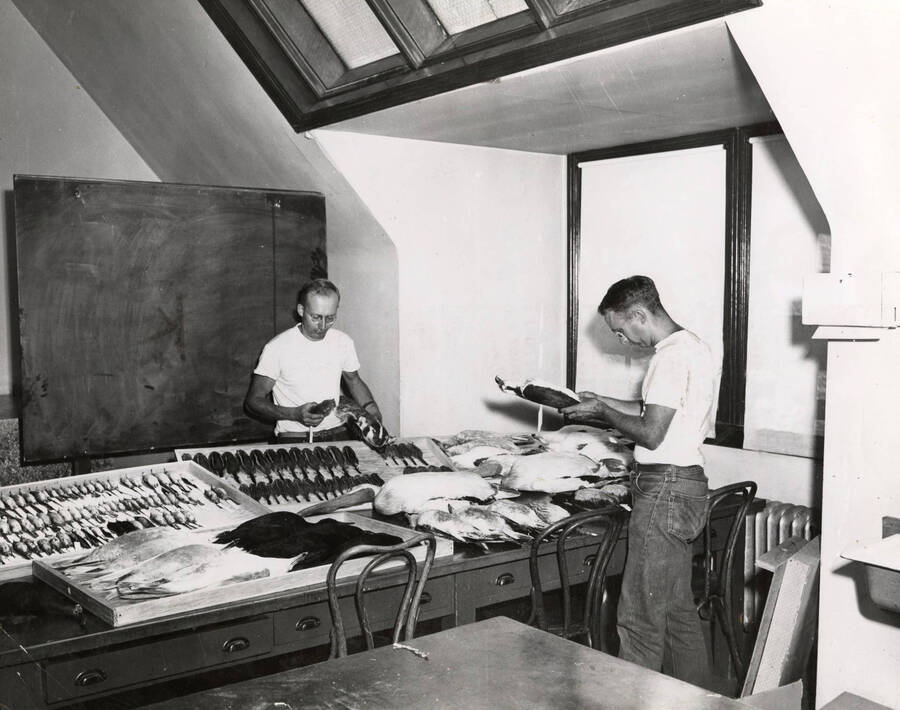 1960 photograph of Zoology building. Professor and student work with specimens. [PG1_214_15]