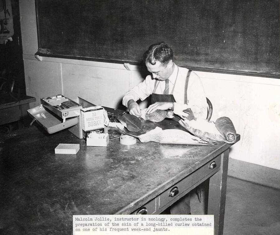 1950 photograph of Zoology building. Professor works with animal skins. [PG1_214_17]