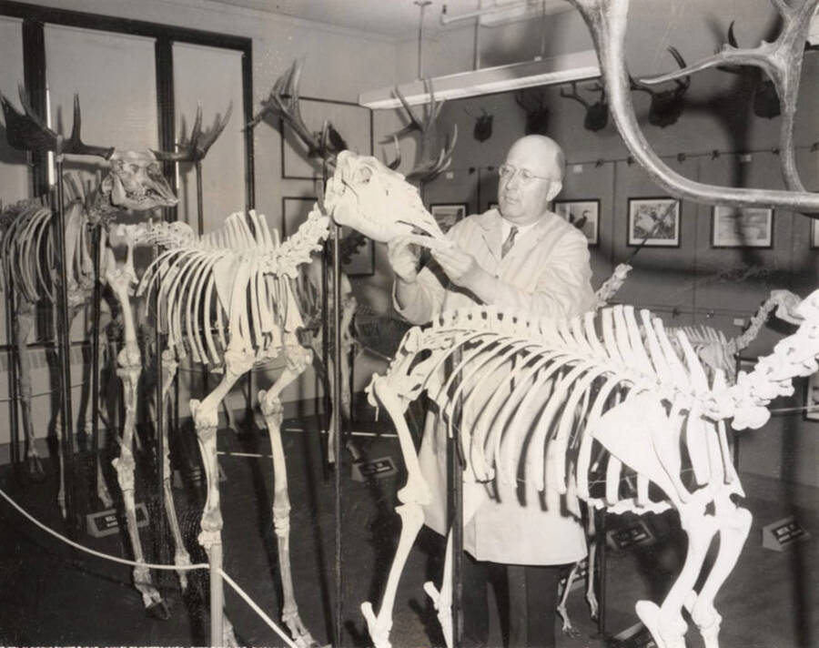 1952 photograph of Zoology building. View of Professor with wildlife skeletons. [PG1_214_19]