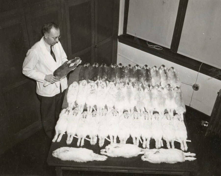 1950 photograph of Zoology building. Professor works with snowshoe rabbit specimens. [PG1_214_20]