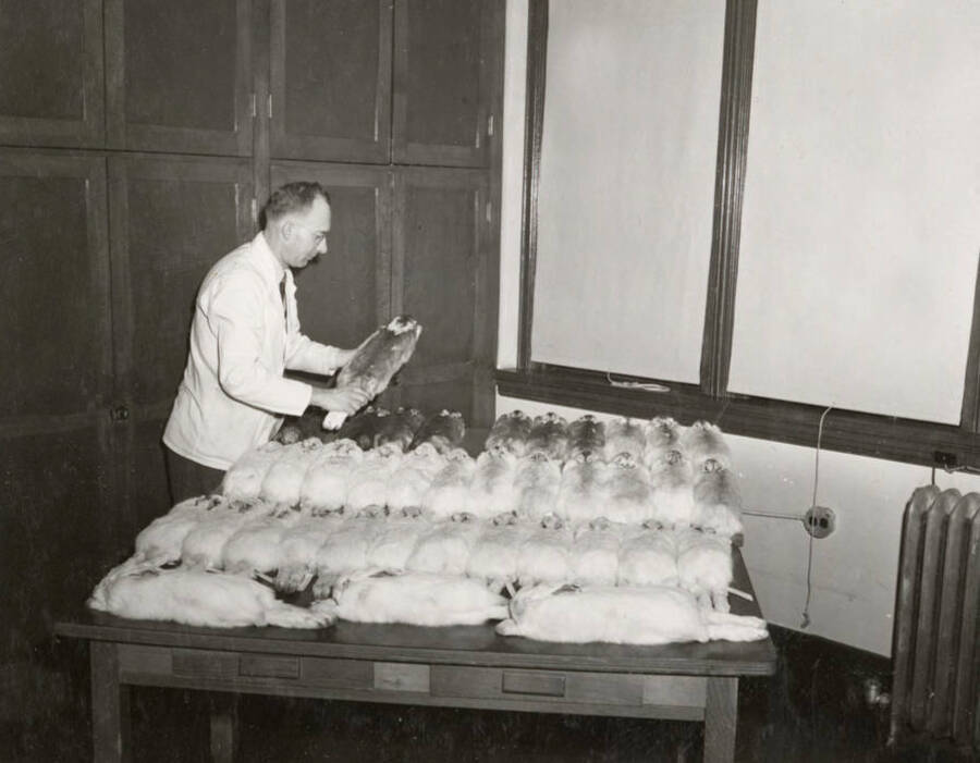 1950 photograph of Zoology building. Professor works with snowshoe rabbit specimens. [PG1_214_21]
