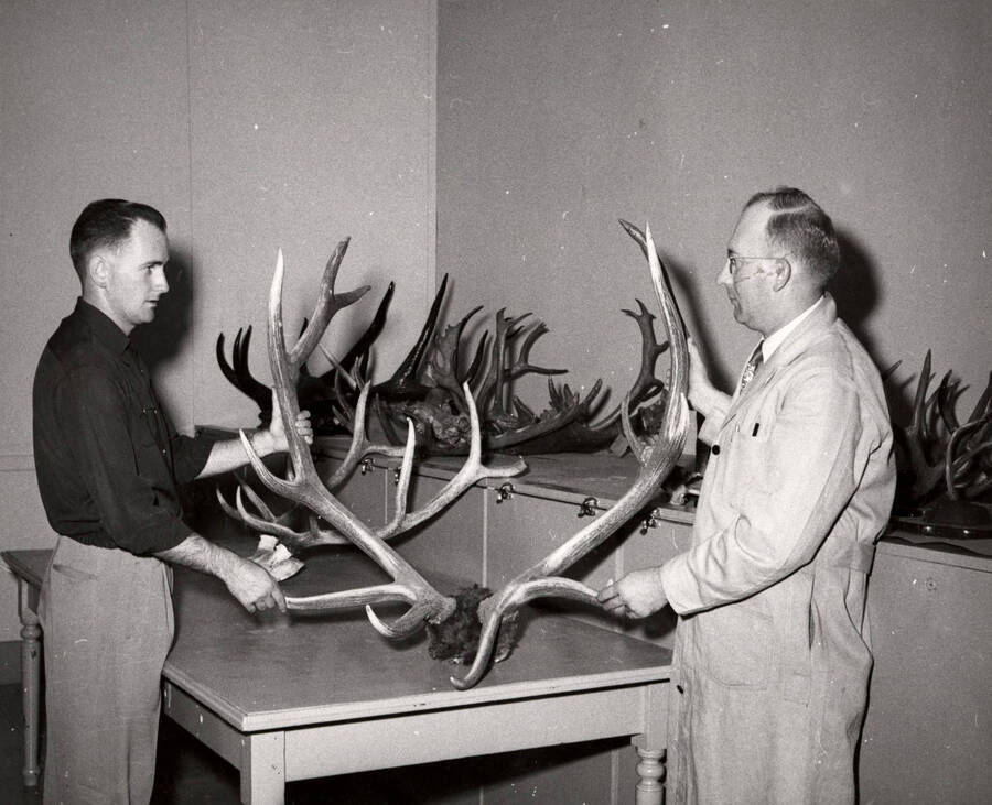 1952 photograph of Zoology building. Professor and student check out the different antlers. [PG1_214_23]