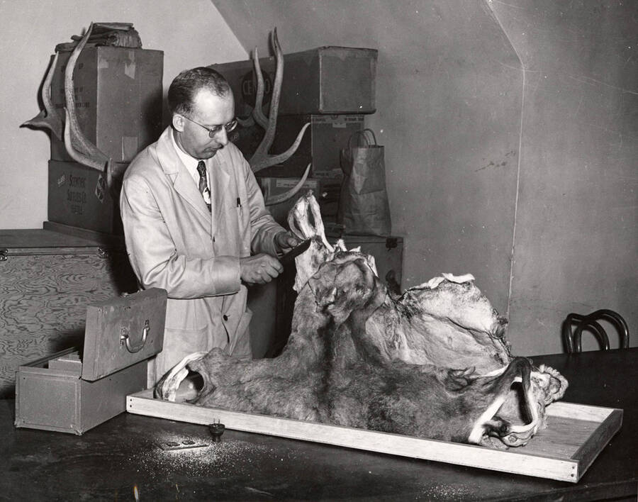 1951 photograph of Zoology building. Professor prepares sheep skin of the collection. [PG1_214_25]