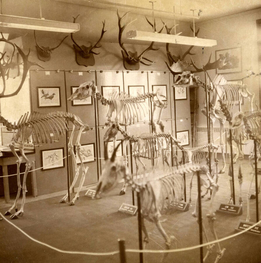 1932 photograph of Zoology building. View of displays images of antlers and skeletons. [PG1_214_26]