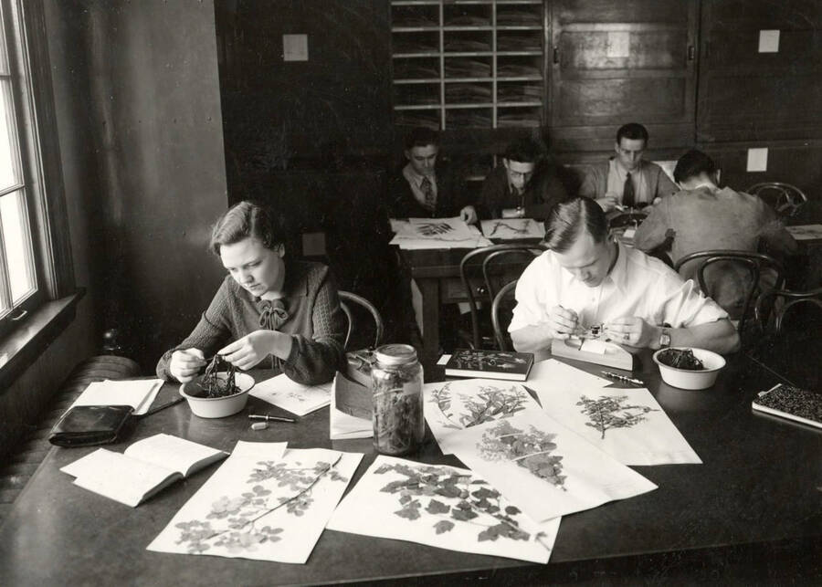 1936 photograph of Botany building. Students work with specimens at their workstations. [PG1_215_06]