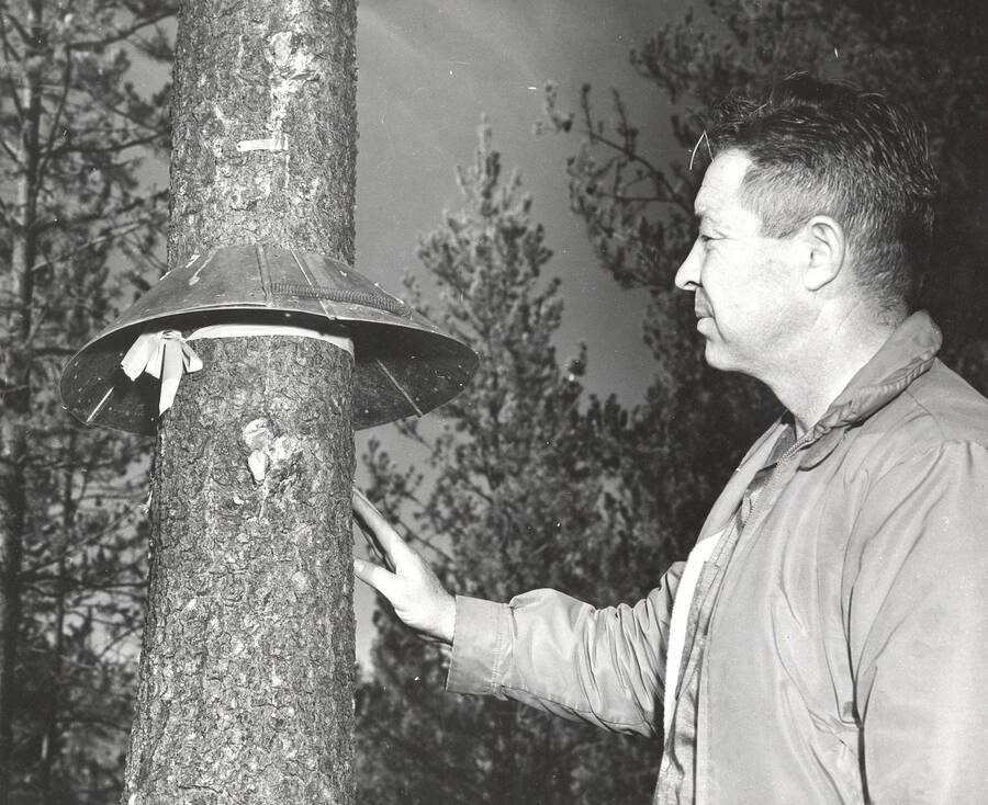 1962 photograph of College of Forestry. Frank Pitkin, nursery superintendent, checks a squirrel guard. Donor: Publications Dept. [PG1_218-39a]