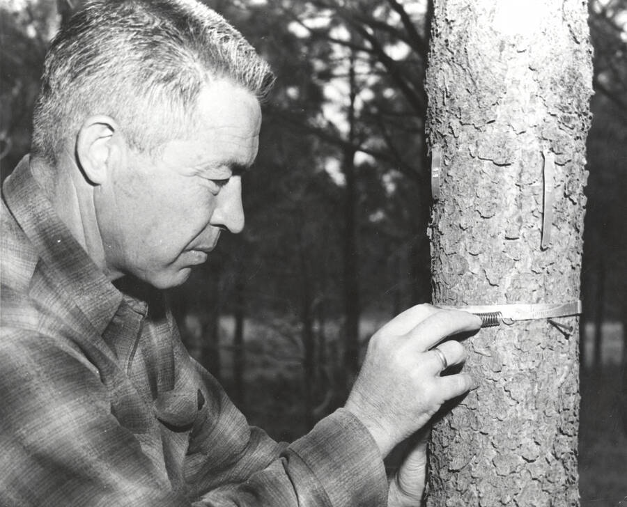 1962 photograph of College of Forestry. Frank Pitkin, nursery superintendent, examines a tree. Donor: Publications Dept. [PG1_218-39b]