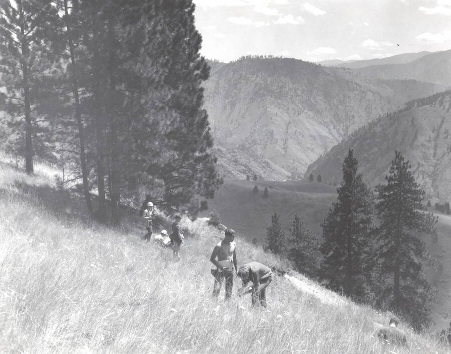 1969 photograph of College of Forestry. Students sampleing Ponderosa pine/grass associates on a hillside during the forestry summer camp. Mountains are visible in the background. Also print. Donor: Fred Johnson. [PG1_218-71g]
