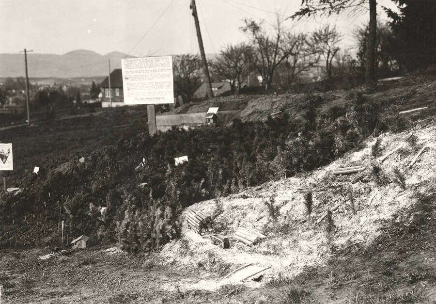 1923 photograph of College of Forestry. Outdoor forestry exhibit displaying logging practices. [PG1_218-10]