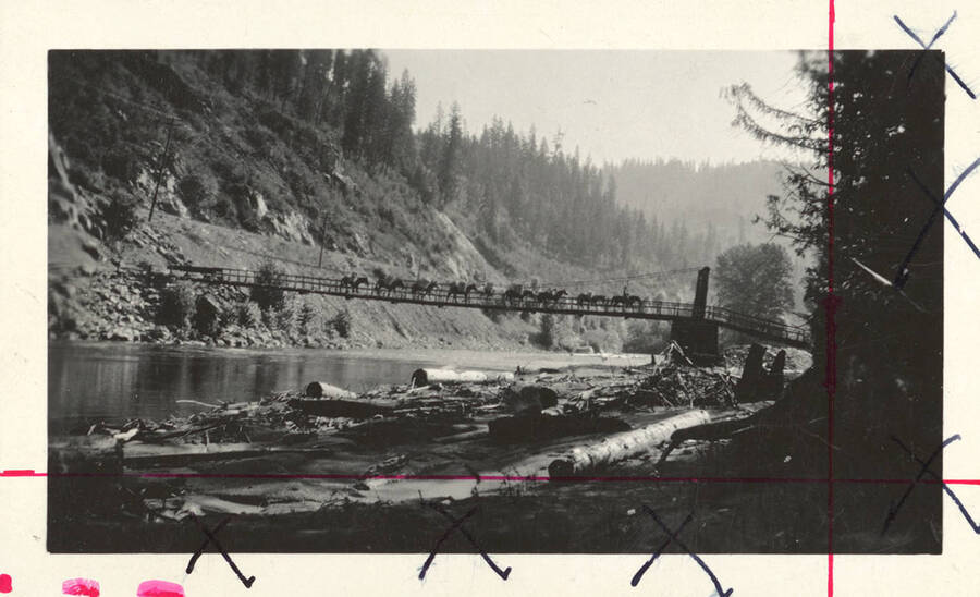 1923 photograph of College of Forestry. A string of pack animals crosses a suspension bridge during the forestry field trip. [PG1_218-14]