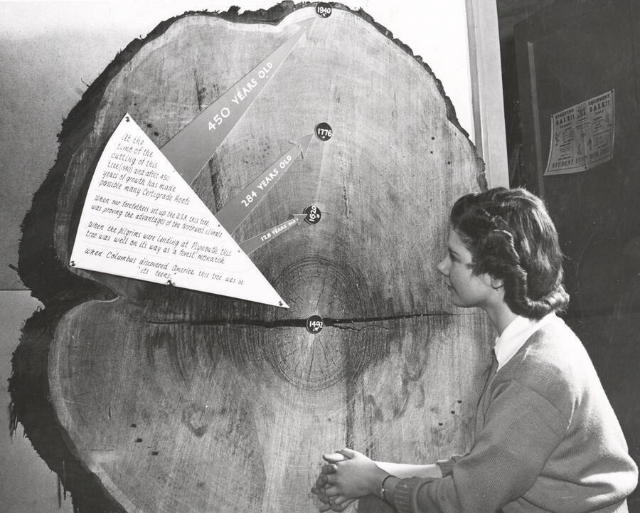 1940 photograph of College of Forestry. A student studies tree-ring dates. 128, 284, and 450 years old labeled. [PG1_218-17]