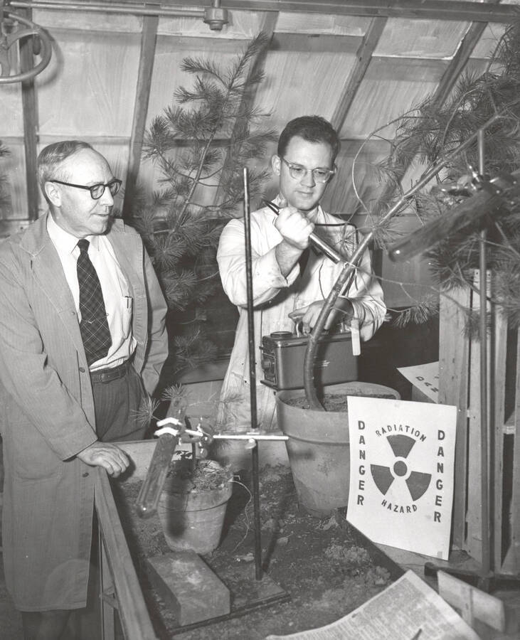 1953 photograph of College of Forestry. Dr. E.E. Hubert (left), Dr. W.K. Farrell (right) at the pole blight research station using radioactive nutrients. [PG1_218-19]