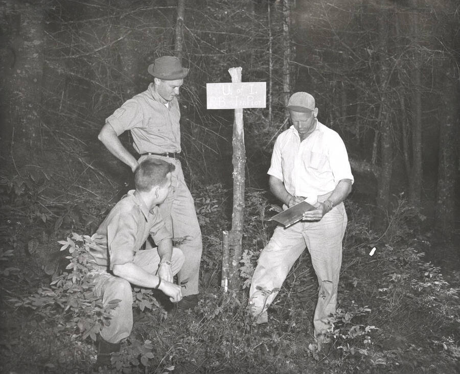 1950 photograph of College of Forestry. Dr. Buchanan and assistants, Johnson and Estes, at the pole blight research plots on Charlie Creek, near Emida in the St. Joe National Forest. Donor: Publications Dept. [PG1_218-22]