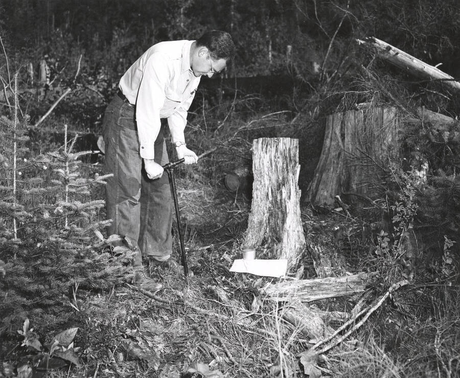 1950 photograph of College of Forestry. A student takes soil samples from a white pine forest. Donor: Publications Dept. [PG1_218-23]