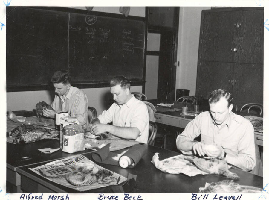 1950 photograph of College of Forestry. Students Alfred Marsh, Bryce Beck, and Bill Leavell study ring-necked pheasants. Donor: Publications Dept. [PG1_218-25]