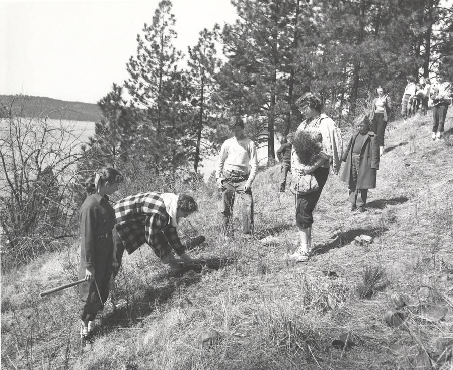 1953 photograph of College of Forestry. Students planting trees on a hillside during the Harrison School project. Donor: Publications Dept. [PG1_218-27]