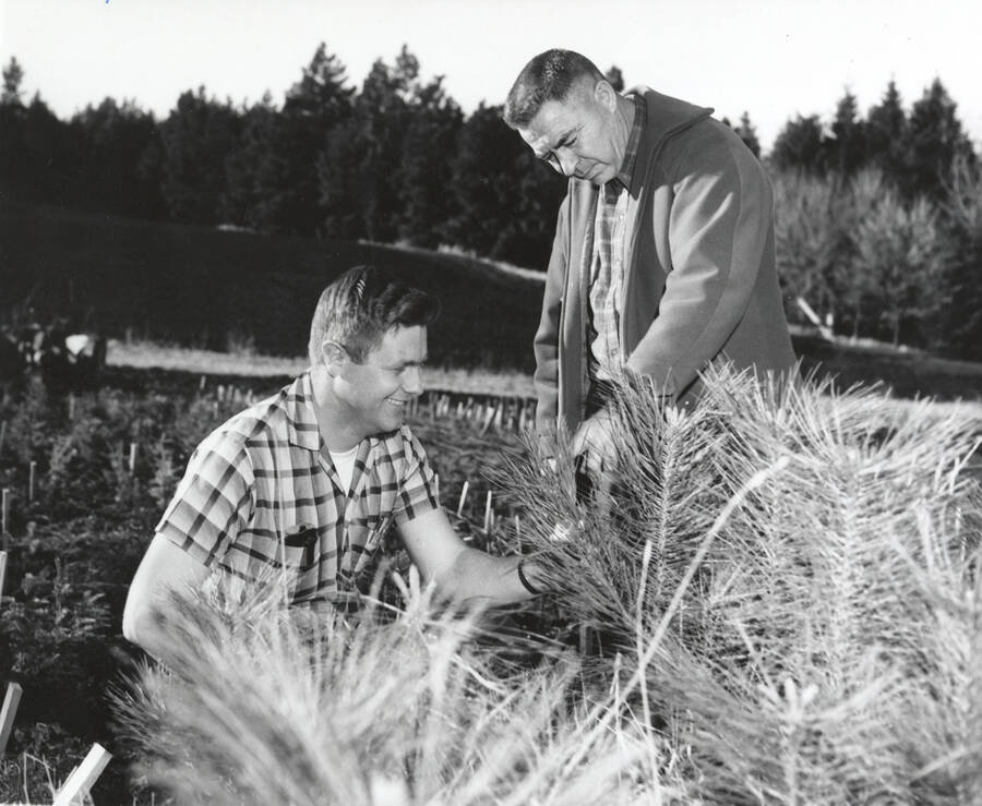 1950 photograph of College of Forestry. Frank Pitkin and an unidentified man examine seedlings. Donor: Publications Dept. [PG1_218-34]