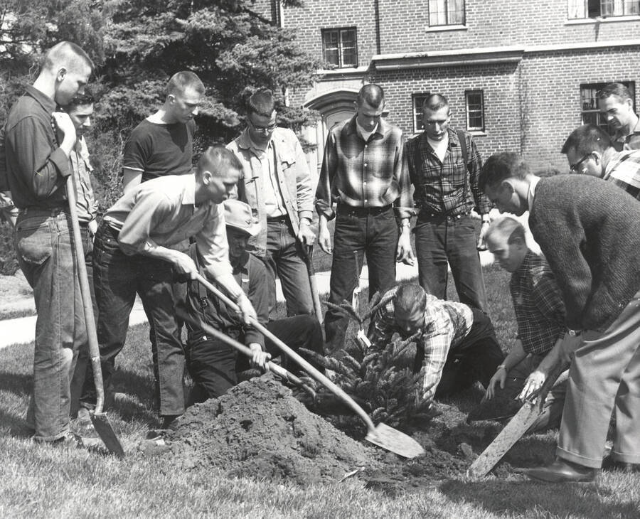 1950 photograph of College of Forestry. Students planting an evergreen tree on campus with a building visible in the background. Donor: Publications Dept. [PG1_218-36]