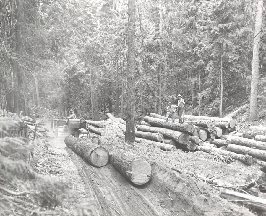 1952 photograph of College of Forestry. Students stand on a pile of cut logs. A vehicle is dragging two logs along a logging road. Donor: Publications Dept. [PG1_218-42]