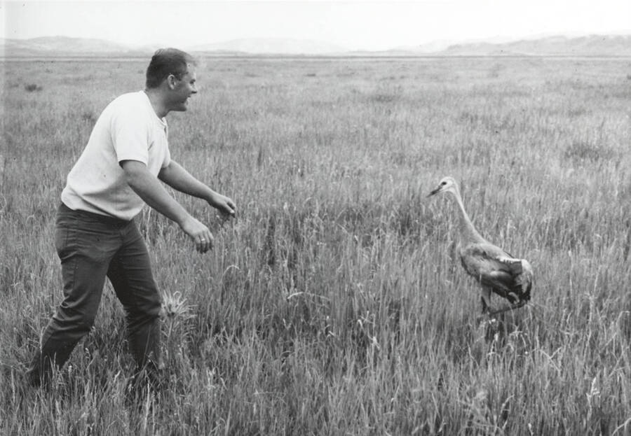 1970 photograph of College of Forestry. A Student chases a sandhill crane in a field. Donor: Publications Dept. [PG1_218-46]