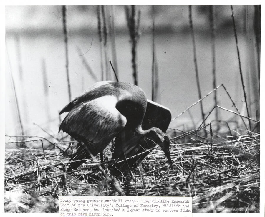 1970 photograph of College of Forestry. A sandhill crane in a wetland. Donor: Publications Dept. [PG1_218-49]