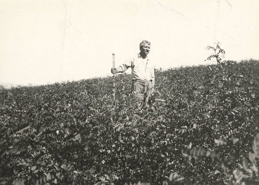 1923 photograph of College of Forestry. Nurseryman C. L. Price standing with black locust seedlings. [PG1_218-09]