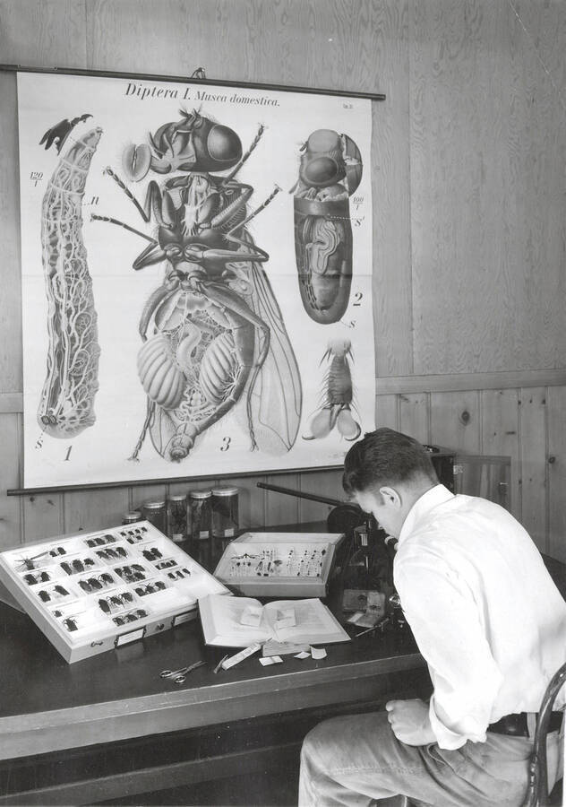 1937 photograph of Entomology. Student studying at a desk in front of a large poster diagraming the interior stucture of an insect. [PG1_219-01]