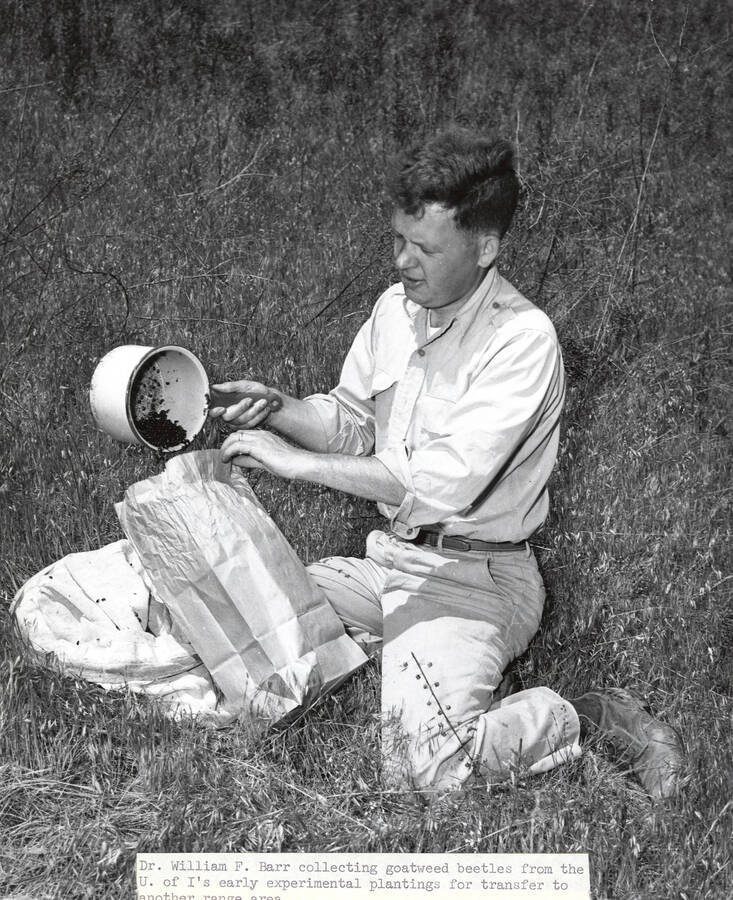1954 photograph of Entomology. Dr. W. F. Barr collecting goatweed beetles in a field. Donor: Publications Dept. [PG1_219-03]