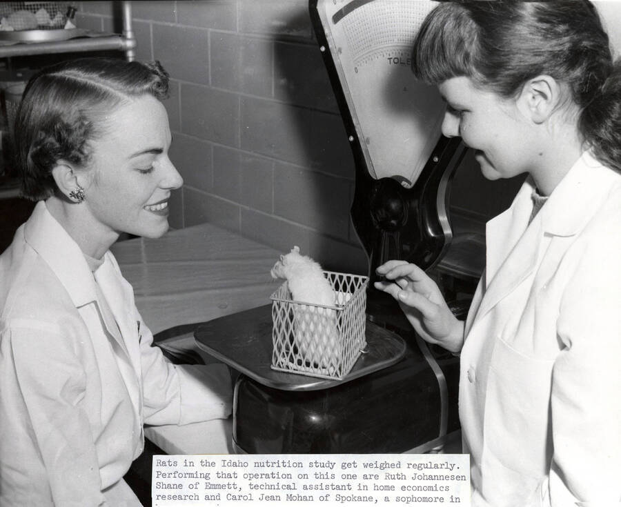 1956 photograph of Home Economics. Shirley V. Bing feeds rat Vitamin A in cottonseed oil. Donor: Publications Dept. [PG1_221-083]