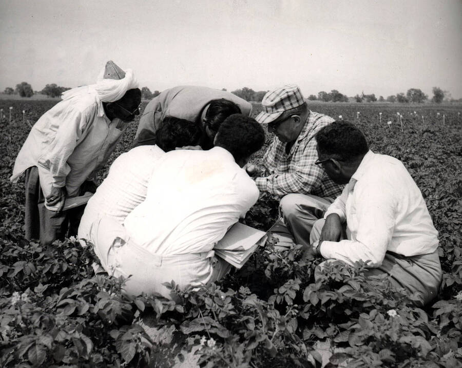 Extension Service representatives with a group of Pakistani researchers in a potato field. [237-16]