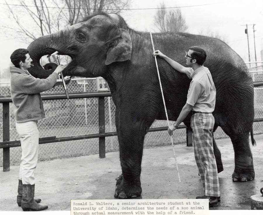 1970 photograph of Art and Architecture. Student Ronald L. Walters measures an elephant. Donor: Publications Dept. [PG1_241-06]