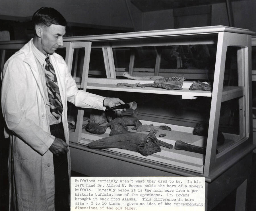 1953 photograph of Museum. Alfred Bowers compares a modern and an ancient buffalo horn. Donor: Publications Dept. [PG1_251-01]
