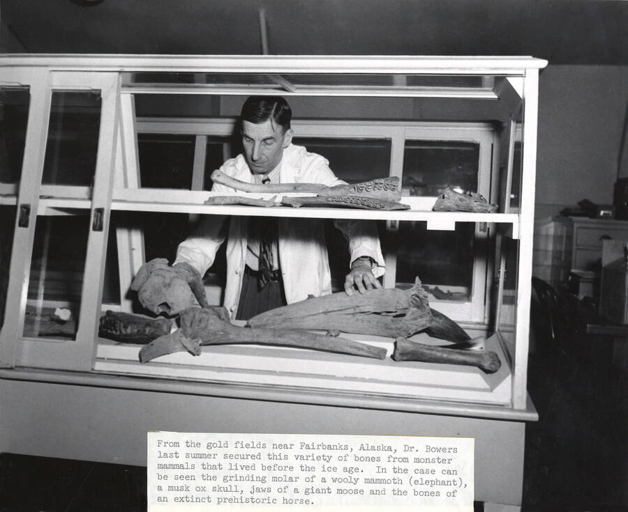 1953 photograph of Museum. Alfred Bowers with a case of ancient mammal bones from Alaska. Mammoth grinding molar, Musk Ox skull, giant moose jaw and horse bones visible. Donor: Publications Dept. [PG1_251-03]