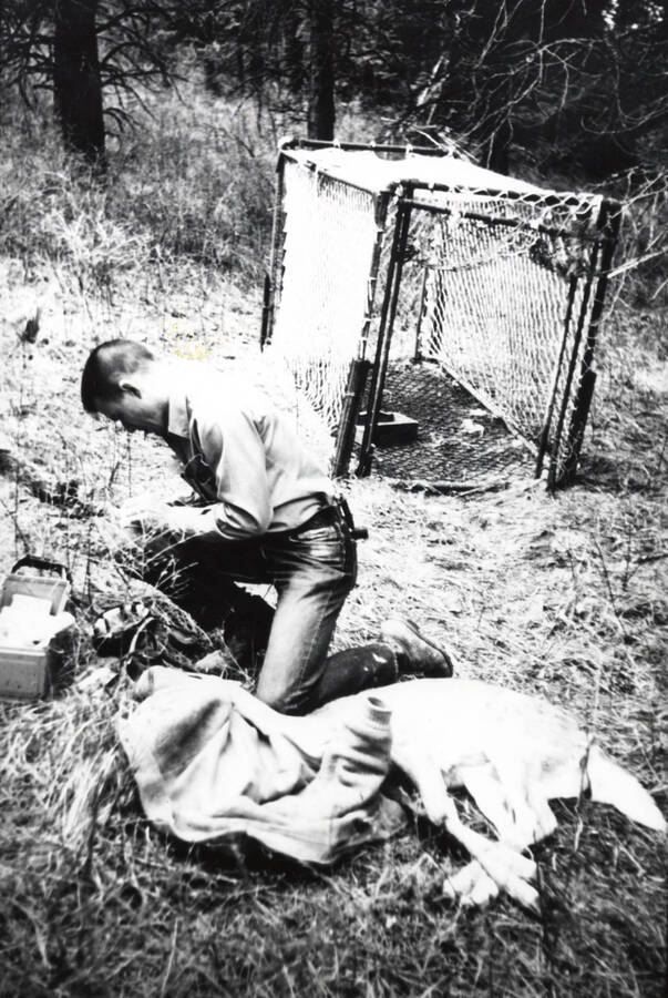 1968 photograph of Wildlife Resources. A student next to a mountain lion cage. [PG1_255-02]