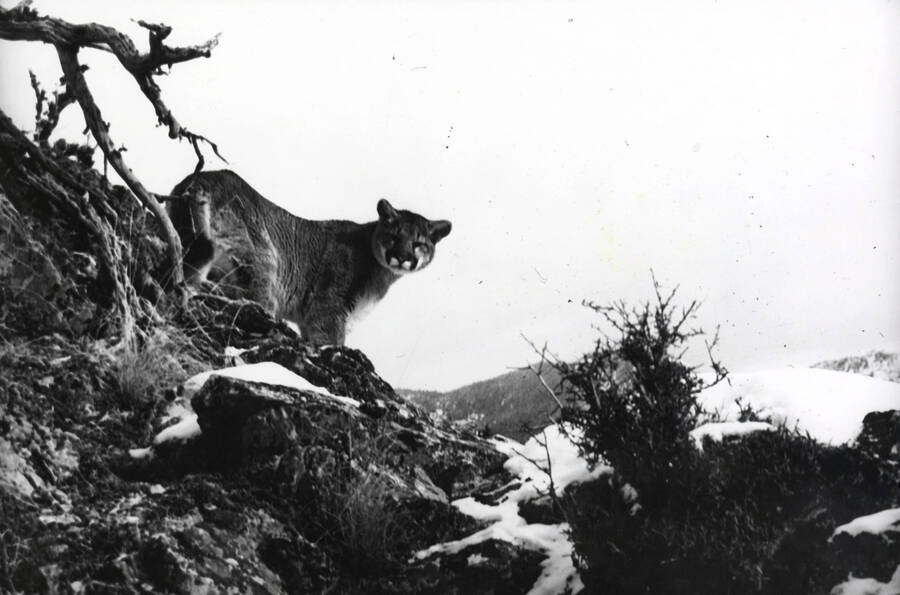 1968 photograph of Wildlife Resources. A mountain lion looking back. [PG1_255-03]
