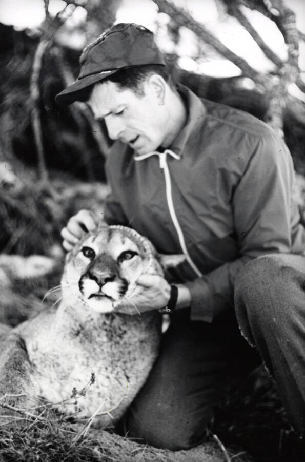 1968 photograph of Wildlife Resources. Dr. Maurice Hornocker examining a mountain lion. [PG1_255-04]