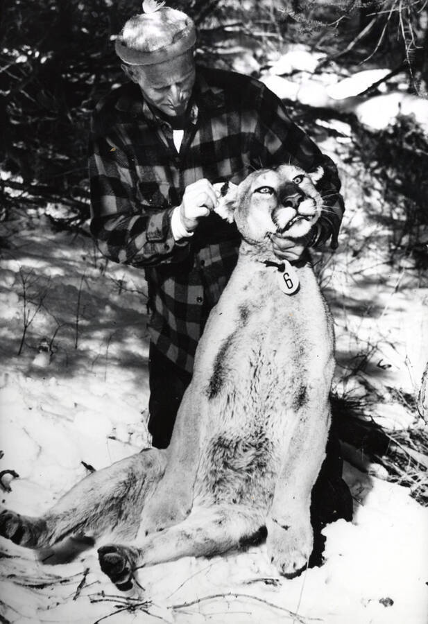 1966 photograph of Wildlife Resources. A mountain lion with a marking device on a collar. [PG1_255-05]