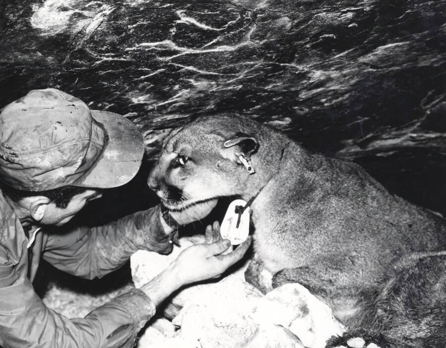 1968 photograph of Wildlife Resources. Dr. Maurice Hornocker checking the marking device on a mountain lion. [PG1_255-06]