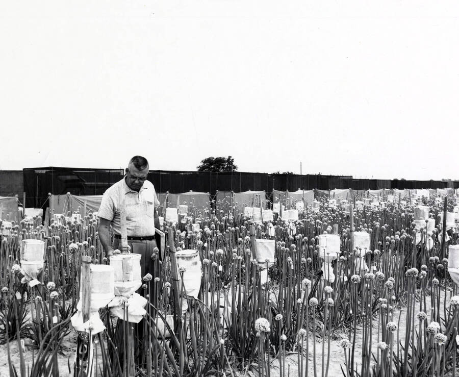 Agricultural Experiment Station, Parma. University of Idaho. Onion test plots. [256-1]