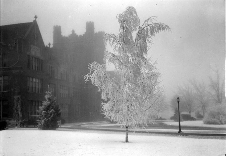 1935 photograph of Administration Building. Clear view of an ice covered tree in the fog. [PG1_52-120]