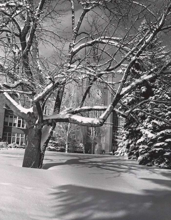 1949 photograph of Administration Building. View of the clock tower seen through the trees. Donor: Publications Dept. [PG1_52-085]