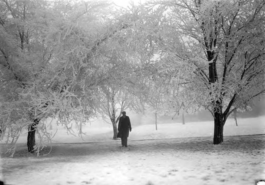 1929-01-01 photograph of University of Idaho campus scenery. View of Administration lawn in the winter. [PG1_006-19]