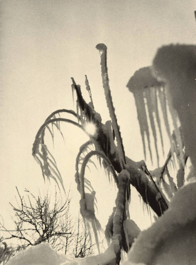 1929 photograph of University of Idaho campus scenery. View of ice covered tree limbs. [PG1_006-21]
