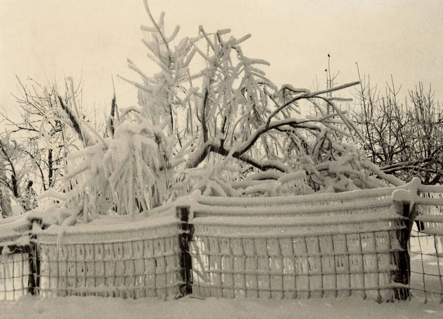 1929 photograph of University of Idaho campus scenery. View of ice covered tree limbs. [PG1_006-22]