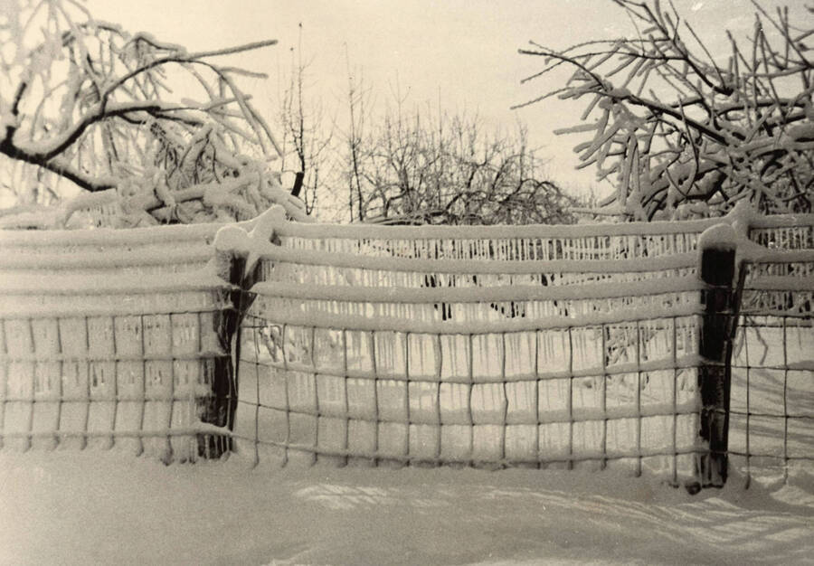 1929 photograph of University of Idaho campus scenery. View of ice covered tree limbs.[PG1_006-23]