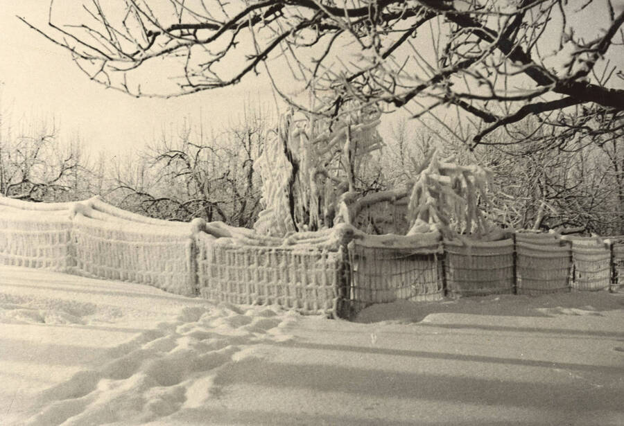 1929 photograph of University of Idaho campus scenery. View of ice covered tree limbs. [PG1_006-24]