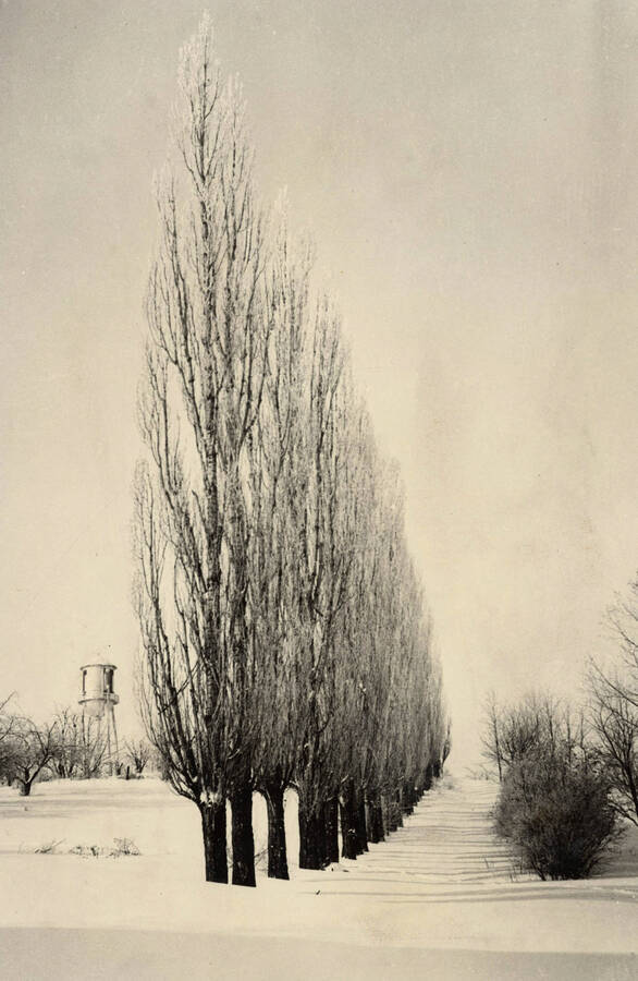 1929 photograph of University of Idaho campus scenery. View of the Poplars and old water tower. [PG1_006-36]
